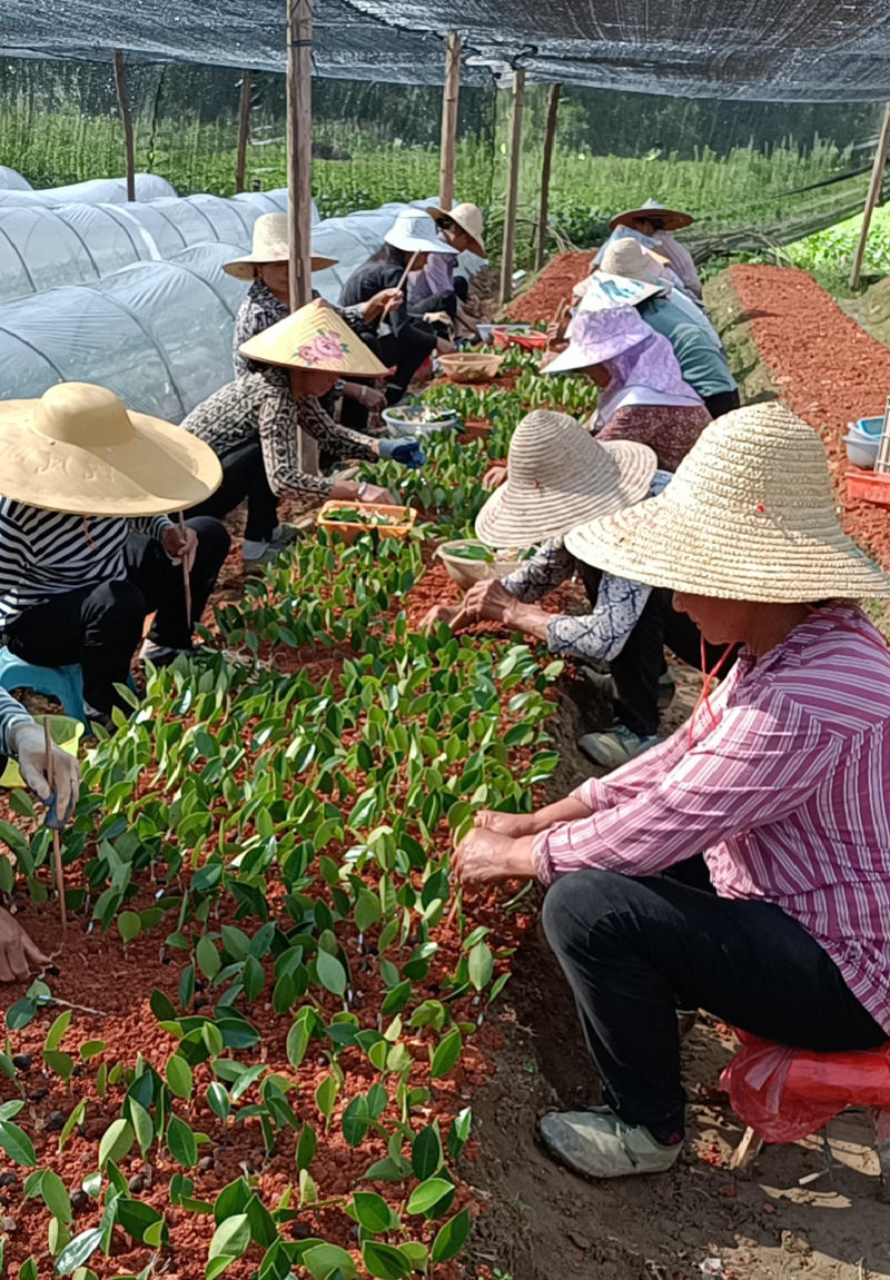 正规赌博十大网站app